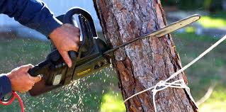 Best Weed Control  in Dover Beaches South, NJ