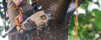 Best Stump Grinding and Removal  in Dover Beaches South, NJ
