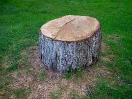 Best Tree Cabling and Bracing  in Dover Beaches South, NJ
