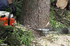 Best Tree Mulching  in Dover Beaches South, NJ