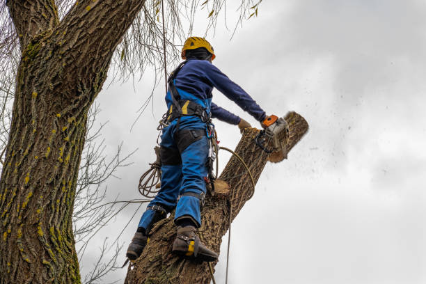 Reliable Dover Beaches South, NJ Tree Removal Solutions