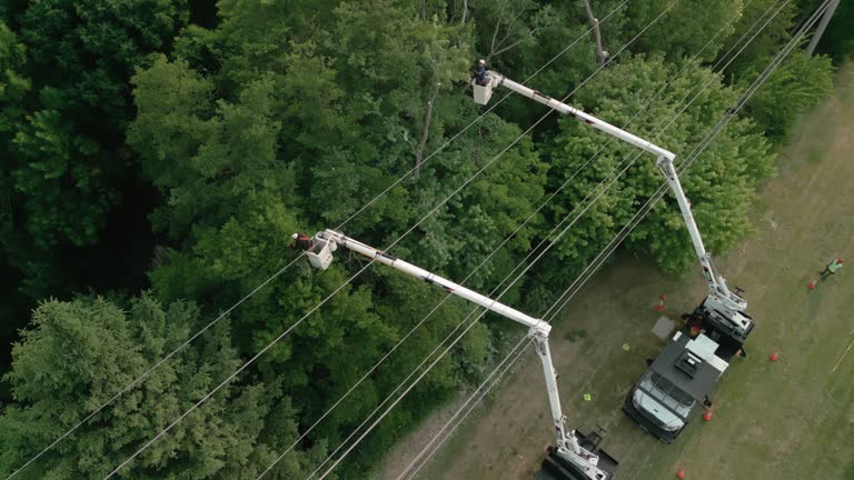 Best Utility Line Clearance  in Dover Beaches South, NJ