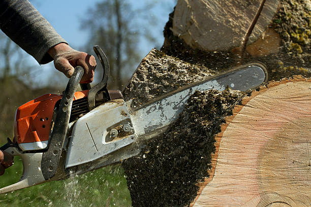 Best Emergency Tree Removal  in Dover Beaches South, NJ