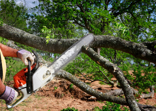 Best Lawn Maintenance Plans  in Dover Beaches South, NJ