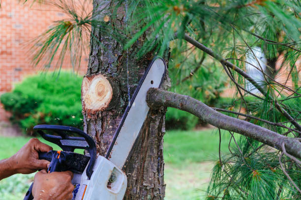 Best Tree Removal  in Dover Beaches South, NJ